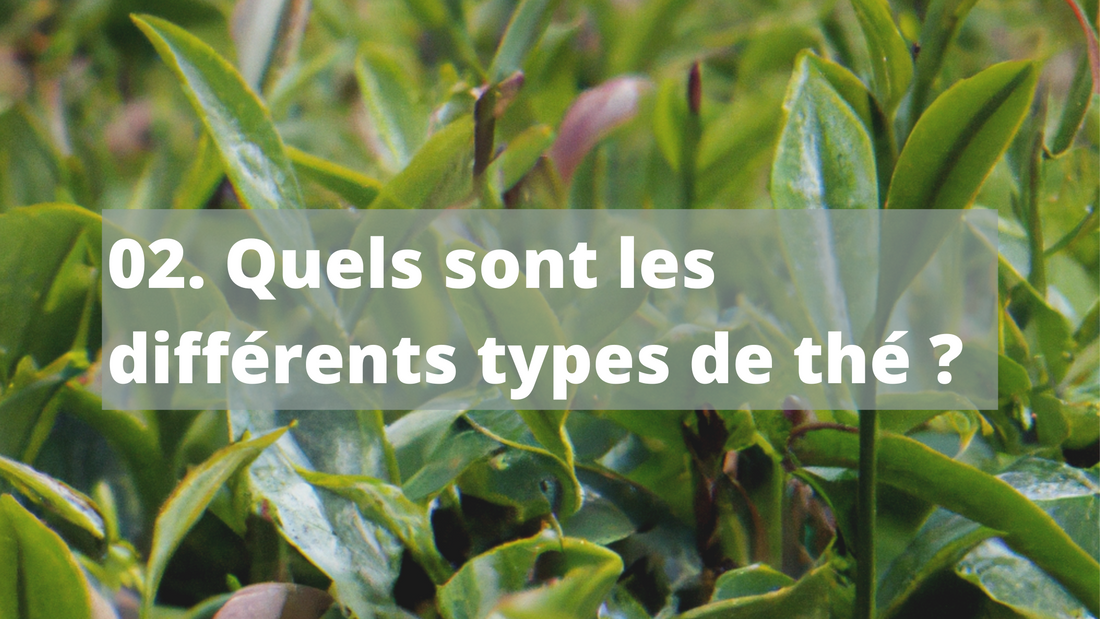 Quels sont les différents types de thé ?