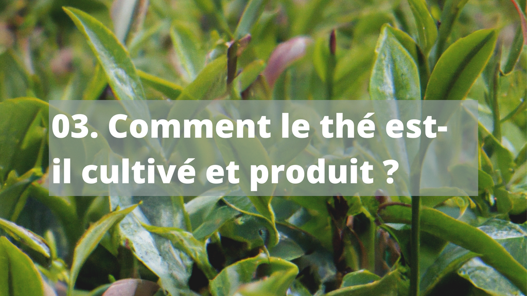 03. Comment le thé est-il cultivé et produit