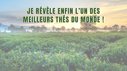 Je révèle enfin l’un des meilleurs thés du monde !