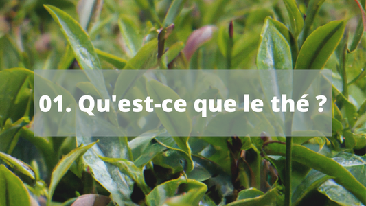 Qu’est-ce que le thé ?