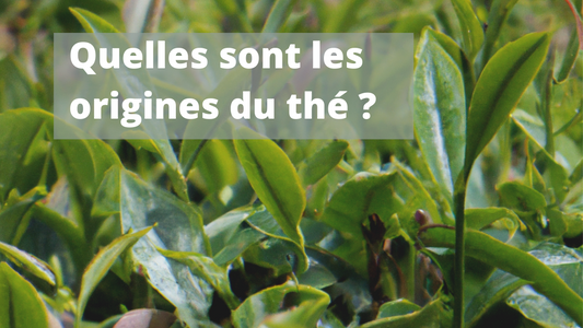 Quelles sont les origines du thé ?