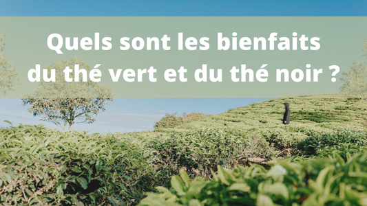 Thé vert et thé noir : quelles différences en tasse ?